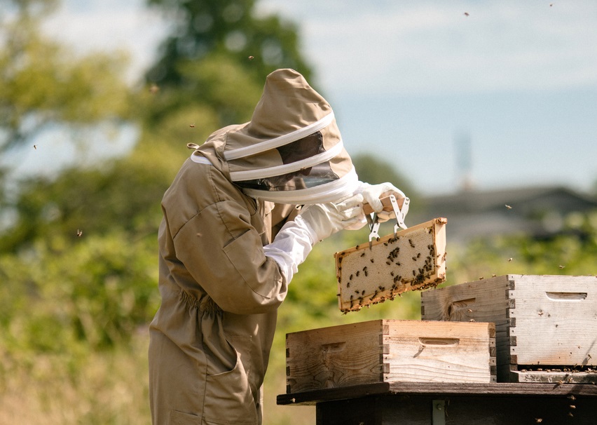 A beekeeper working with bee hives in full protective gear.